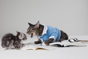 Max the Brown Tabby and Burt the Grey Kitten: Cat Argument via photopin (license)